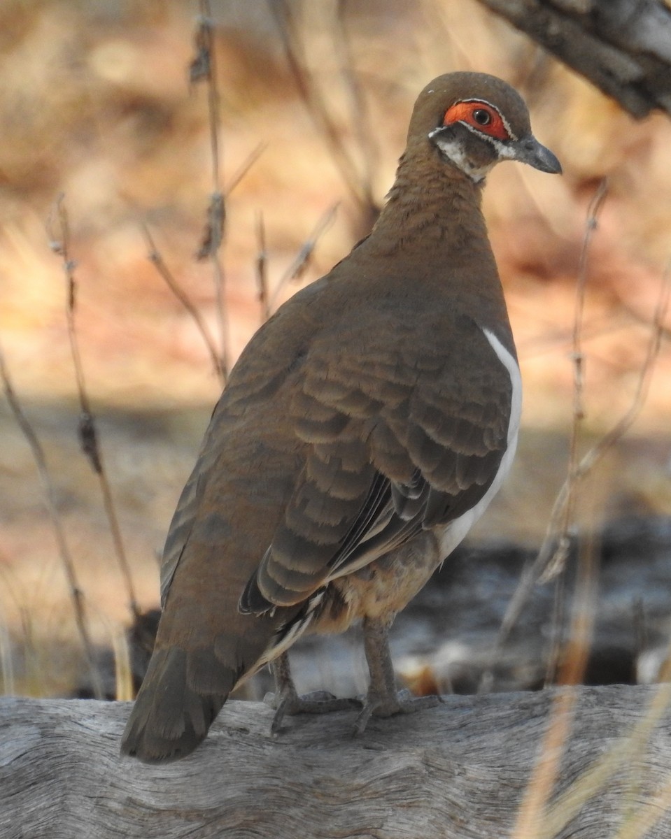 Partridge Pigeon - ML112848751