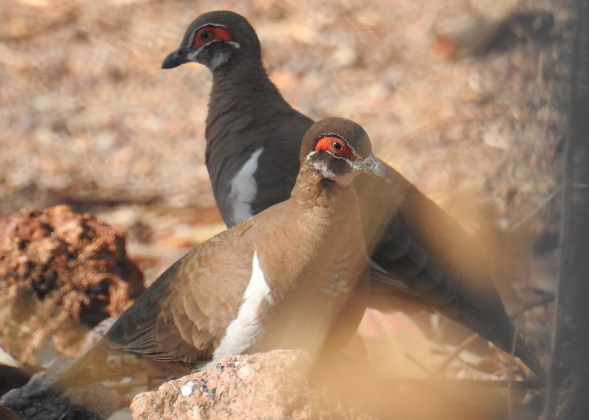 Partridge Pigeon - ML112848771