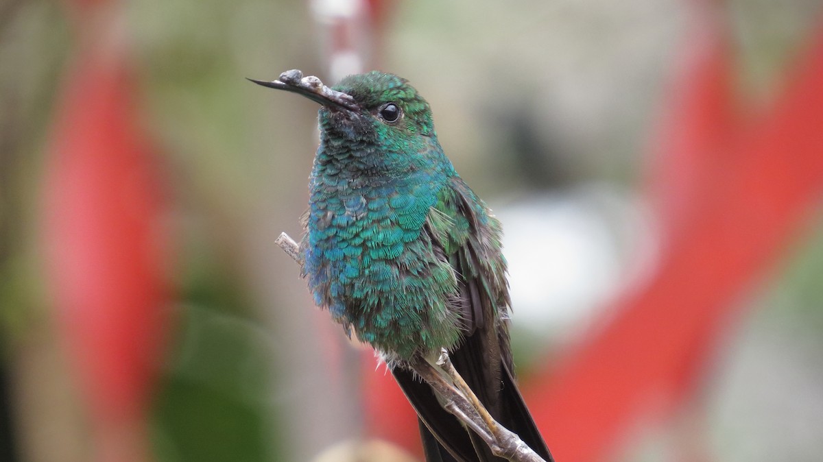 Short-tailed Emerald - ML112849311