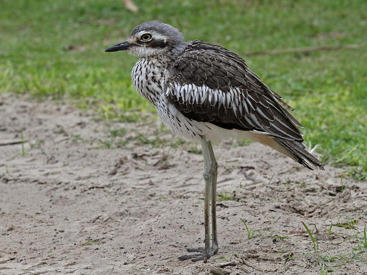 Bush Thick-knee - Bruce Ward-Smith