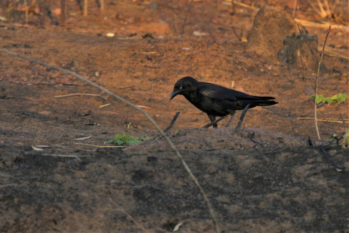 Torresian Crow - ML112849861