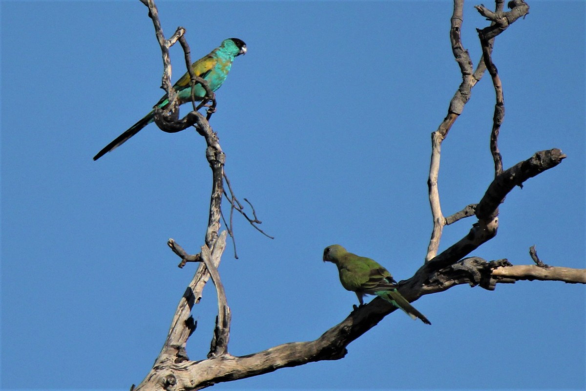 Hooded Parrot - ML112849871