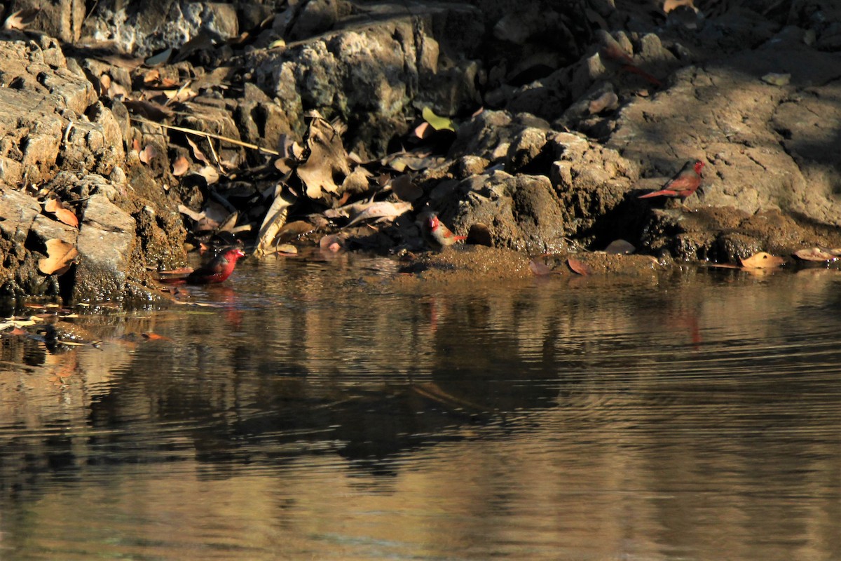 Crimson Finch - ML112849881