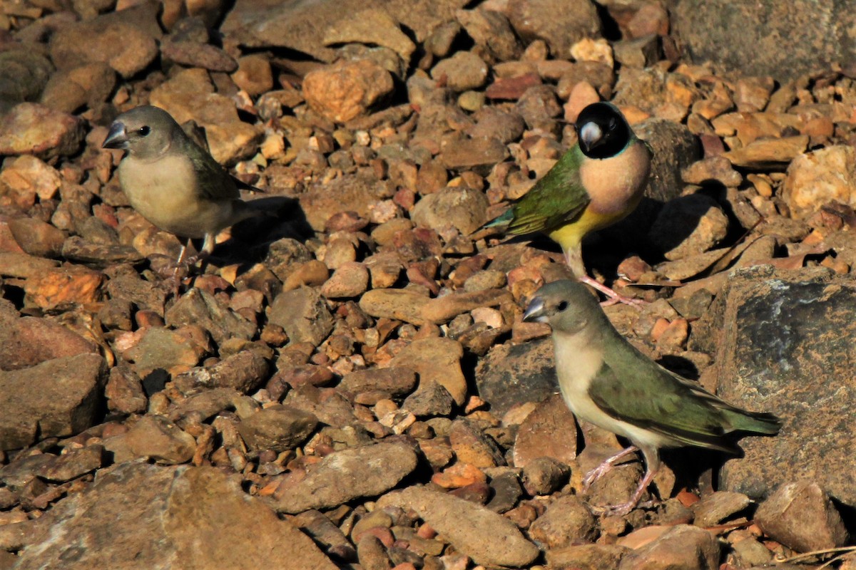 Gouldian Finch - ML112849891