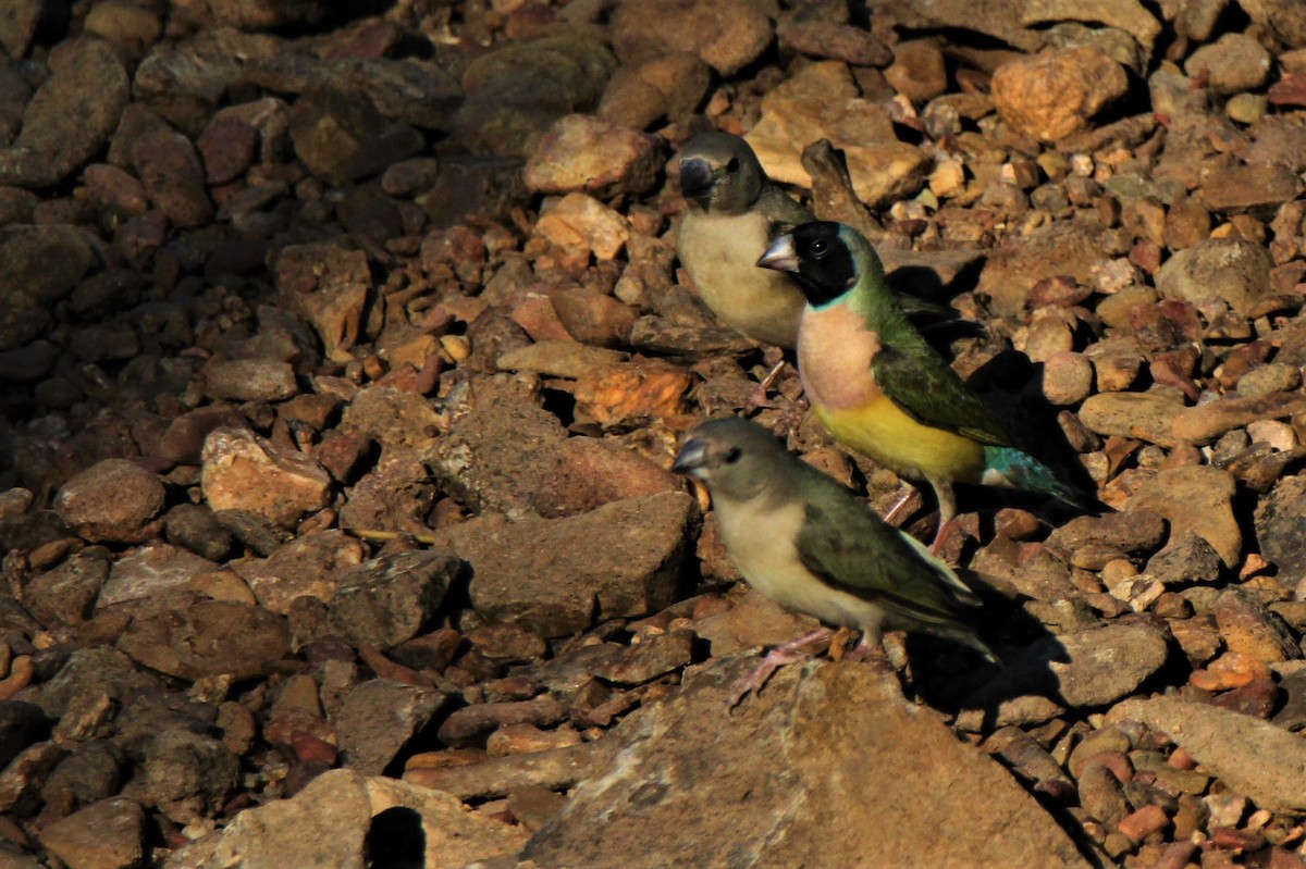 Gouldian Finch - Mark Conboy