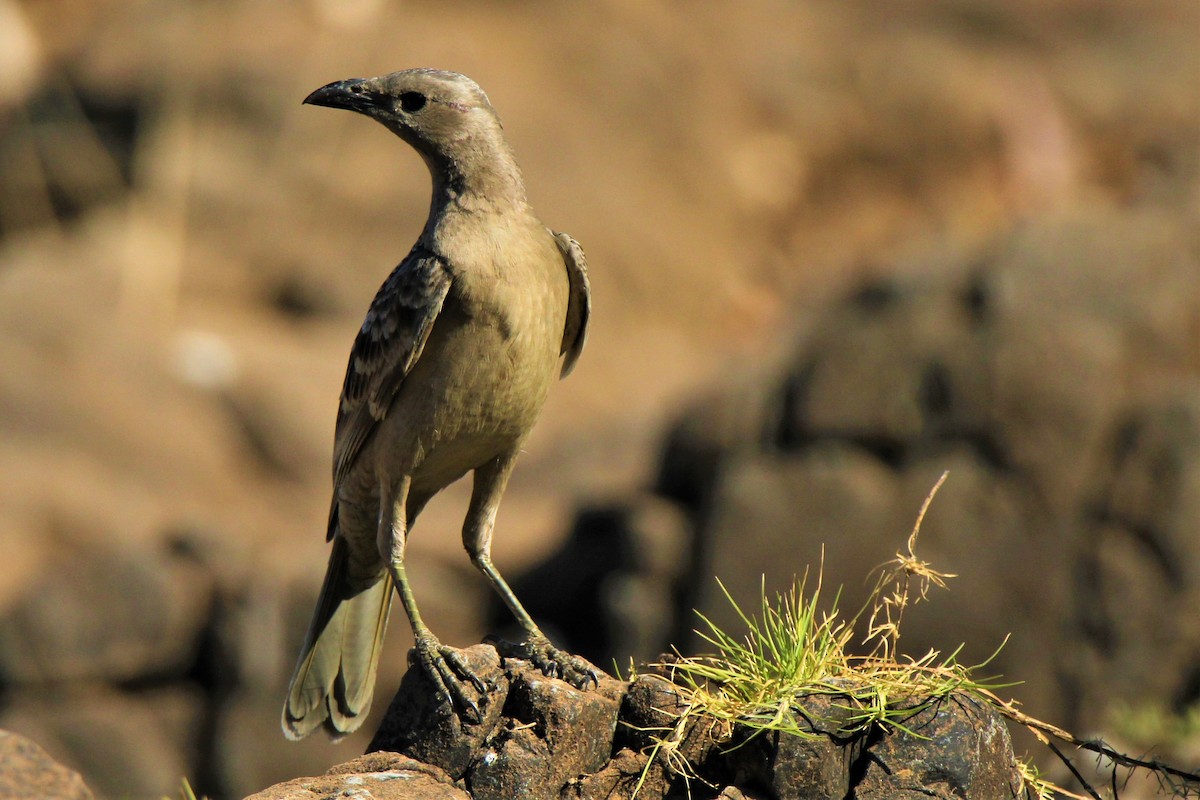 Great Bowerbird - ML112849951