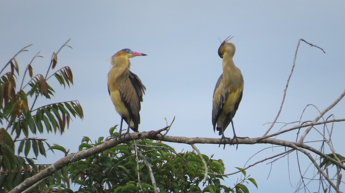 Whistling Heron - ML112849991