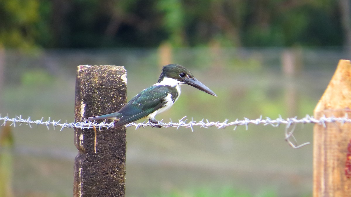 Martin-pêcheur d'Amazonie - ML112850161