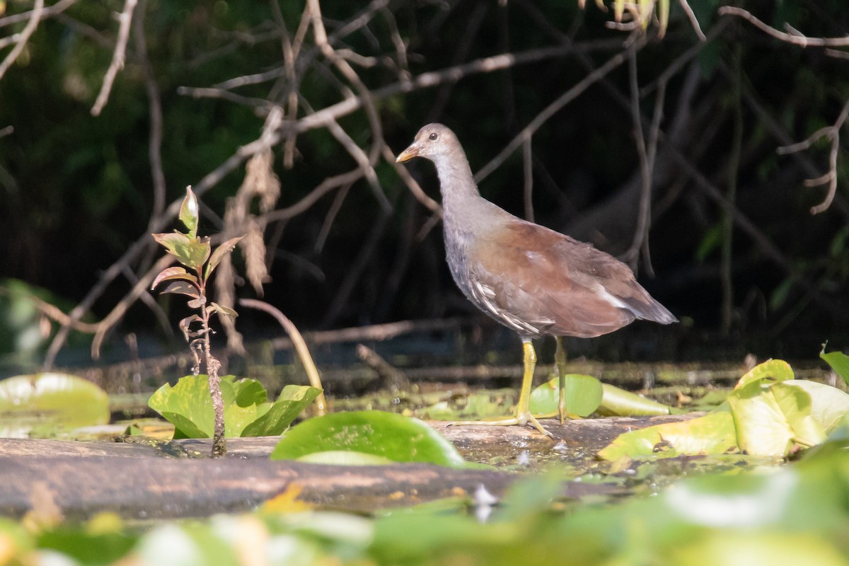 Common Gallinule - ML112853291