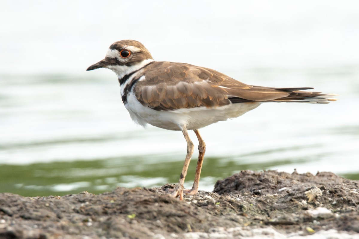 Killdeer - Brad Imhoff