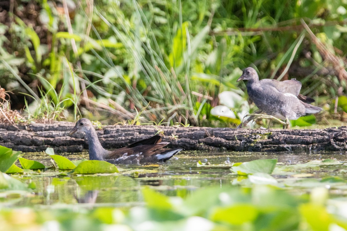 Gallinule d'Amérique - ML112853401