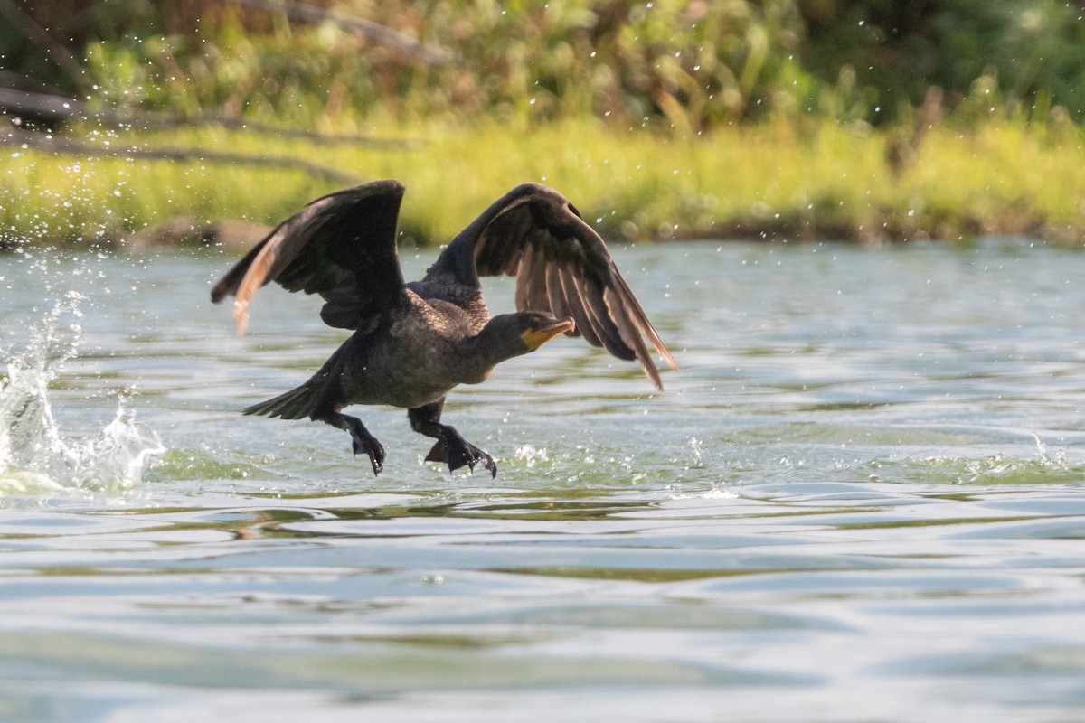 Double-crested Cormorant - ML112853481