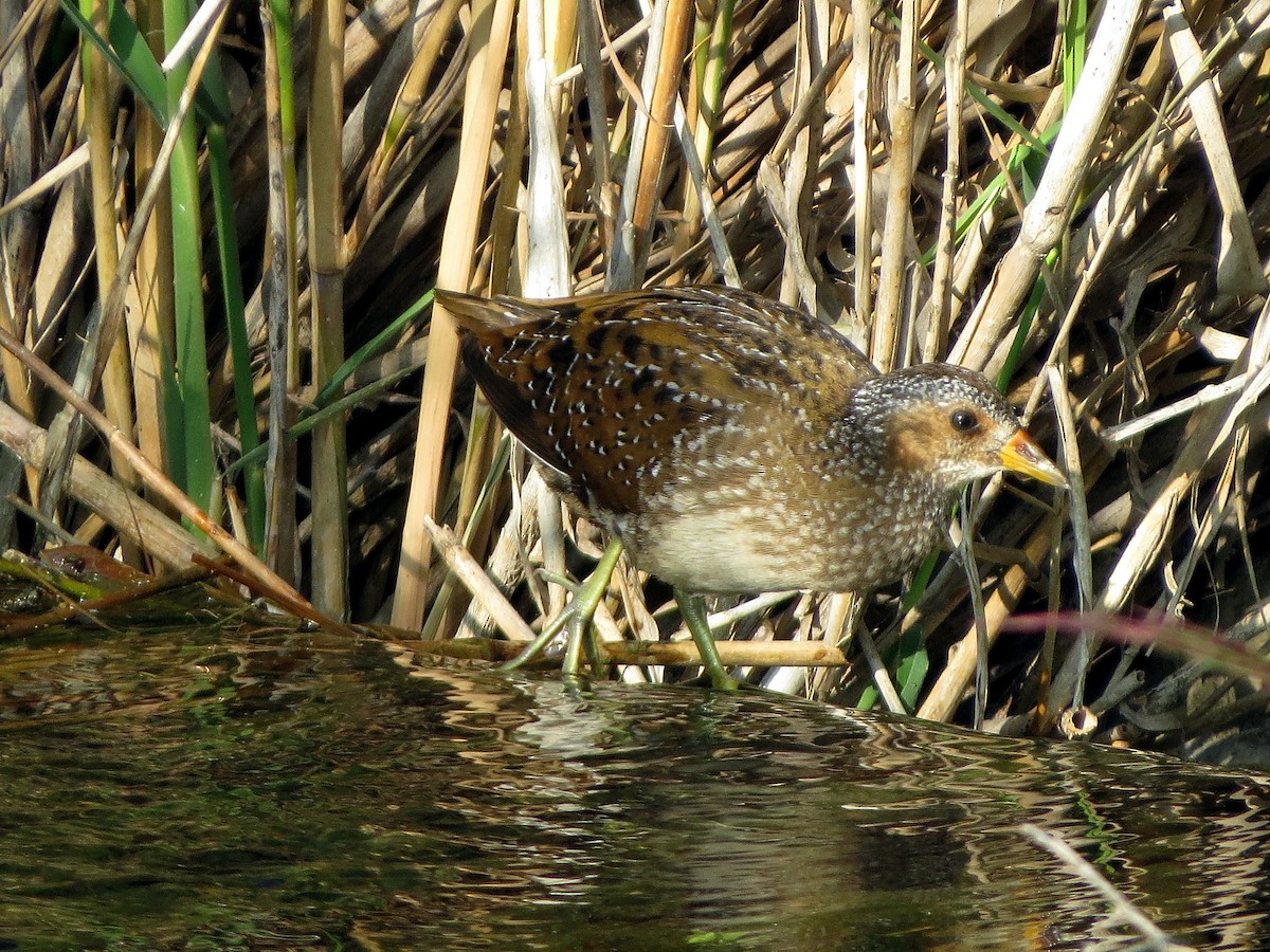 Spotted Crake - ML112854491