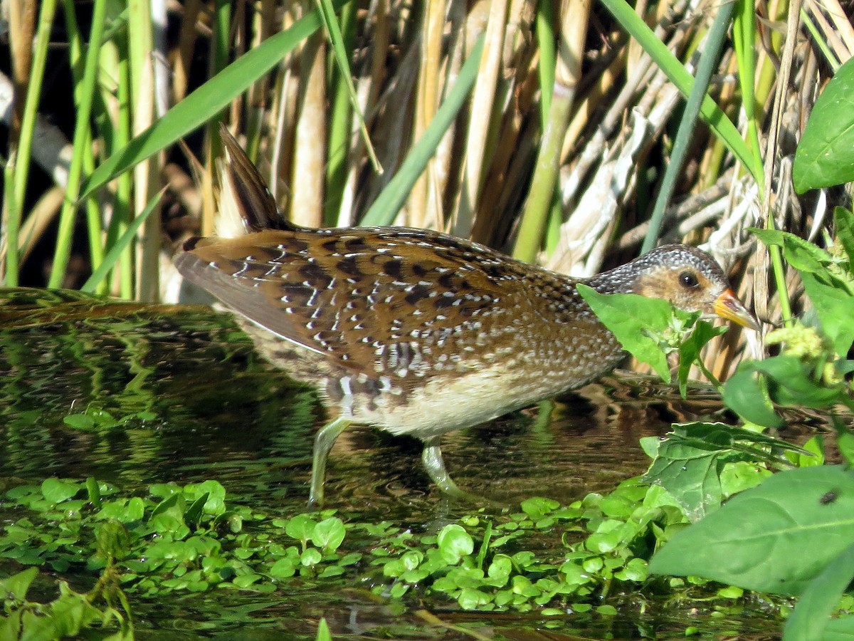Spotted Crake - ML112854501