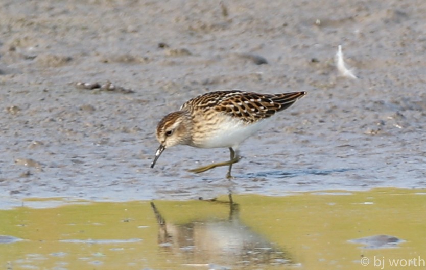 Least Sandpiper - bj worth