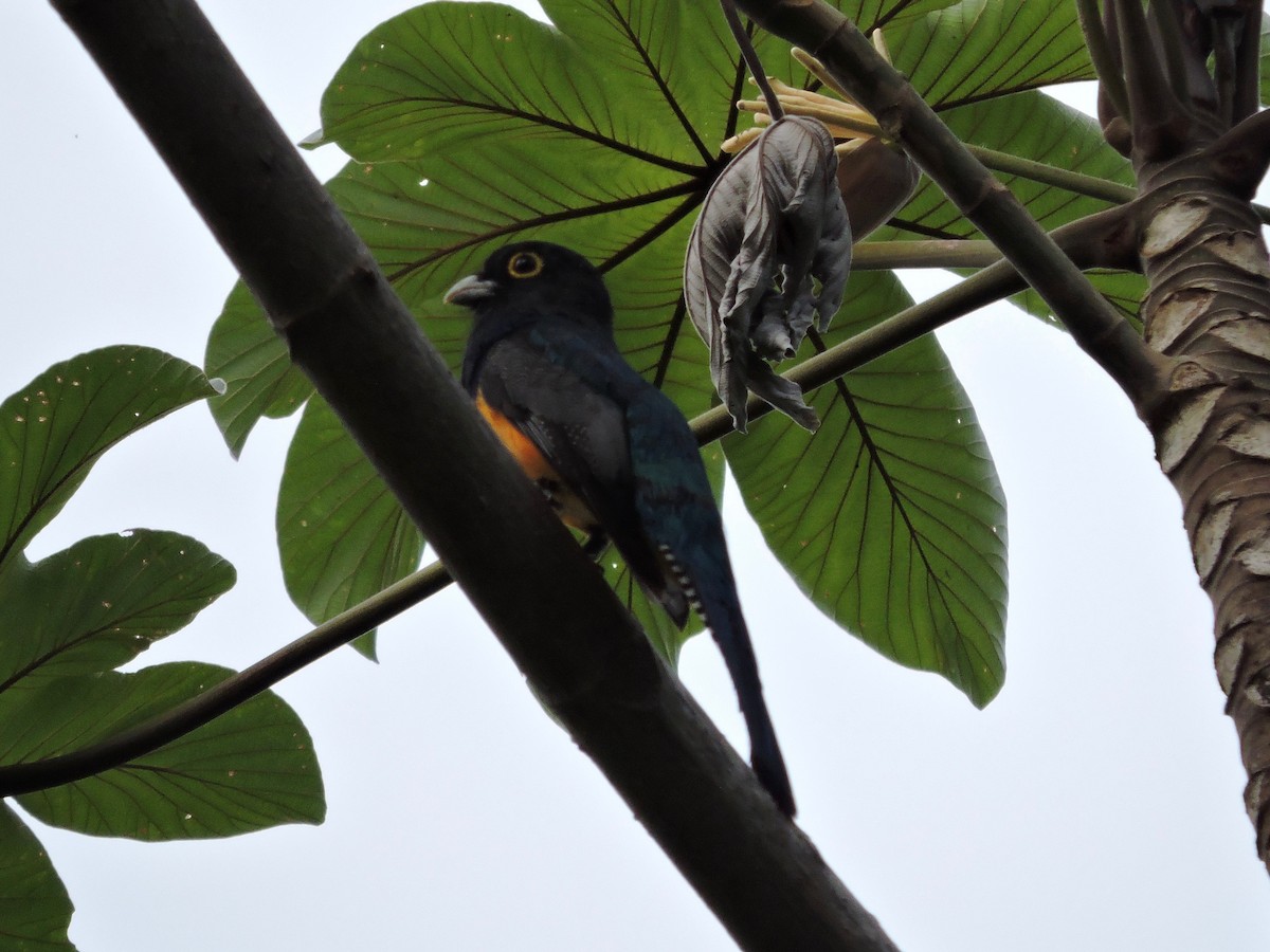 Gartered Trogon - John Patten Moss