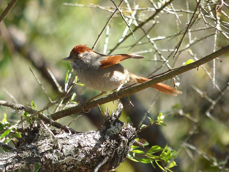 Sooty-fronted Spinetail - ML112860521