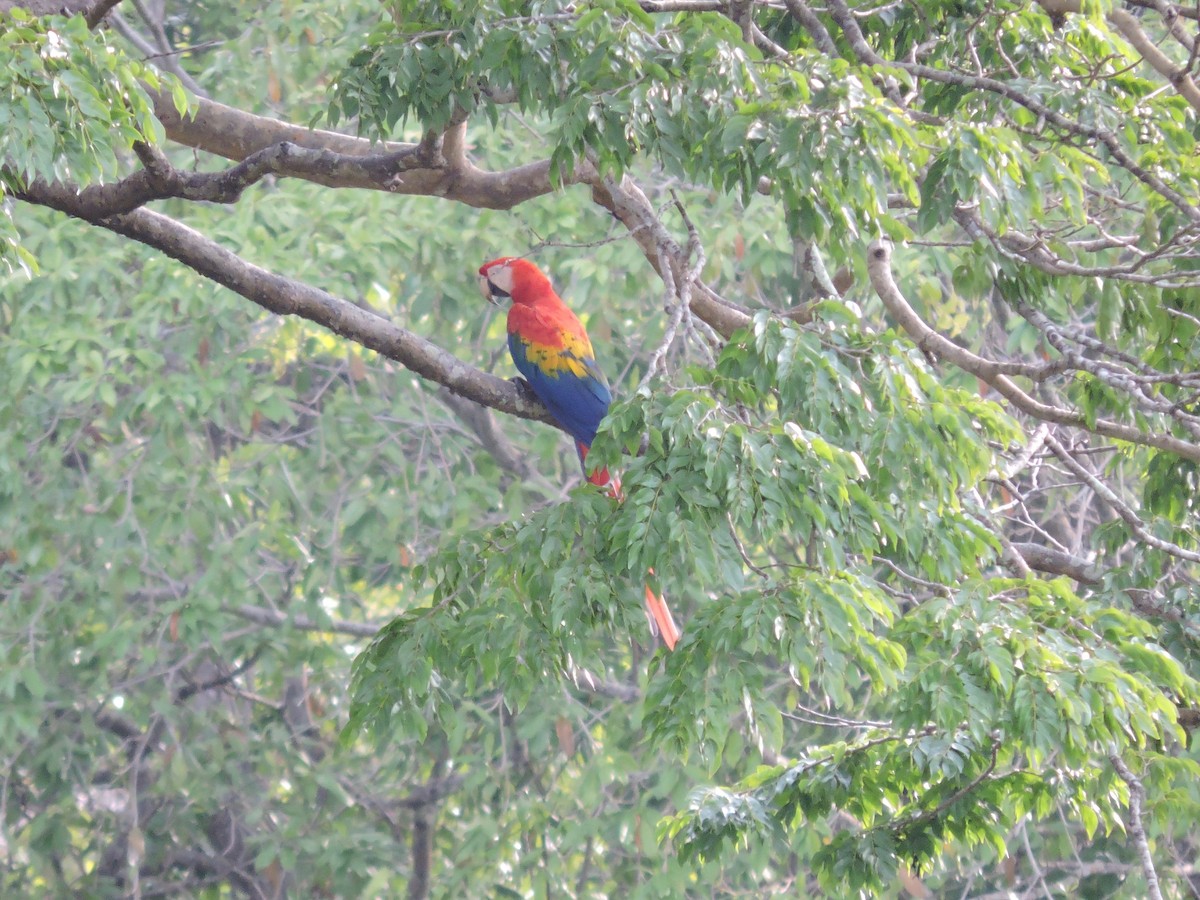 Scarlet Macaw - ML112860821