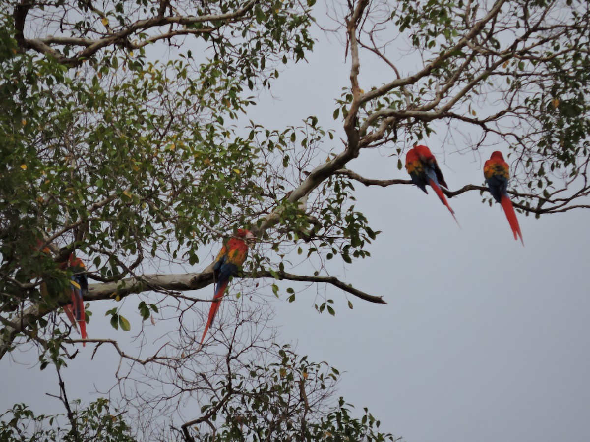 Scarlet Macaw - ML112860841
