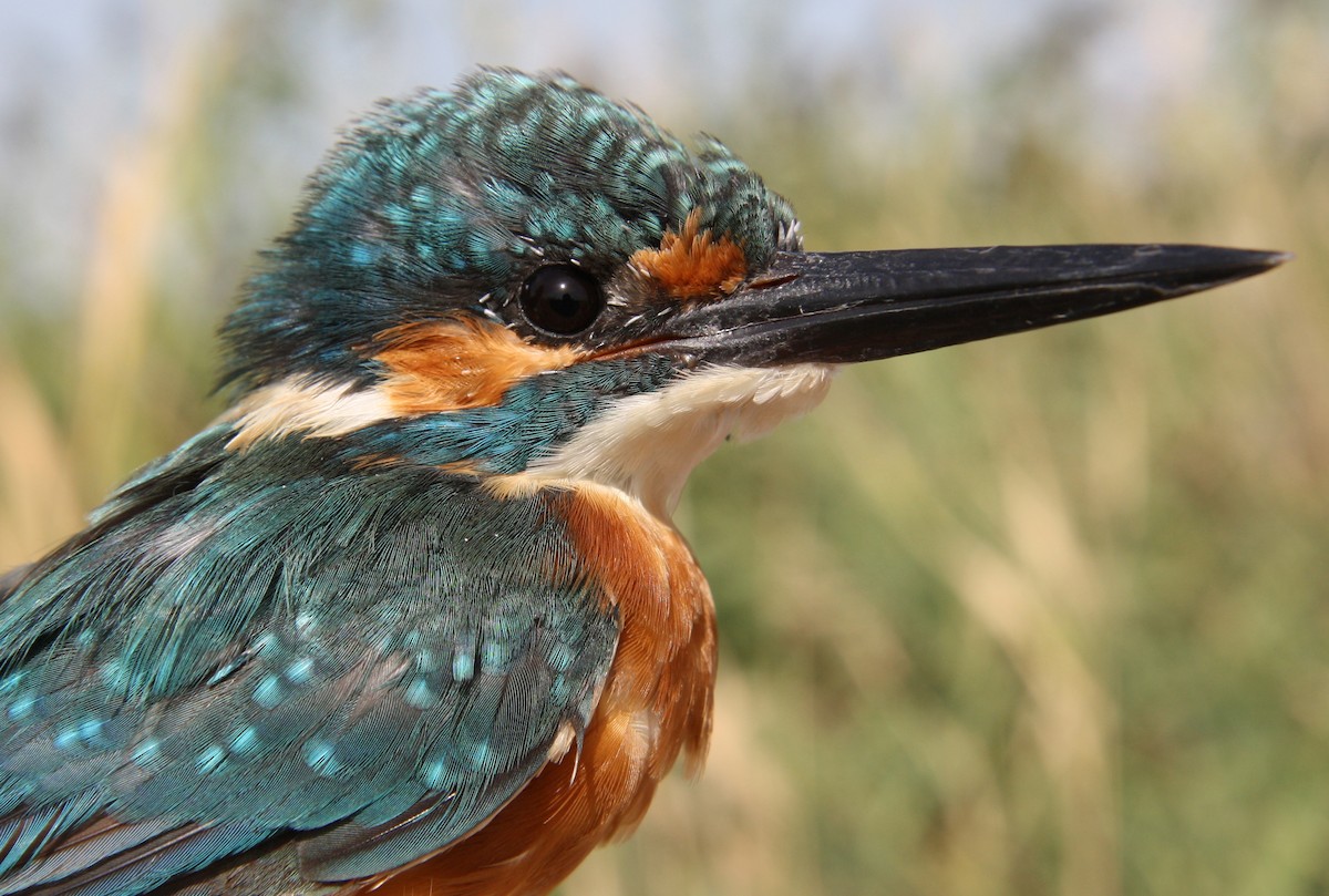 Common Kingfisher - ML112861401