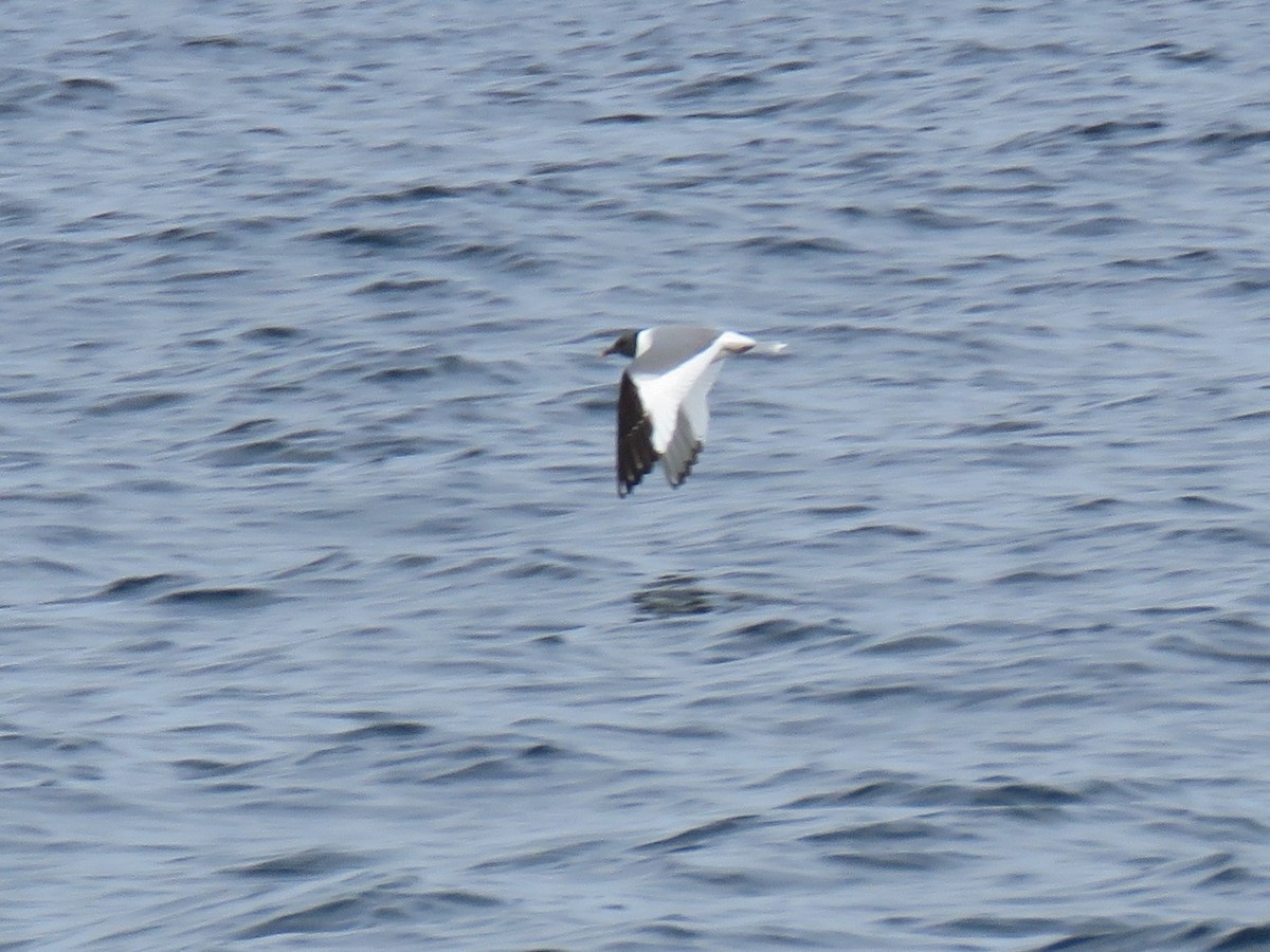 Mouette de Sabine - ML112861531