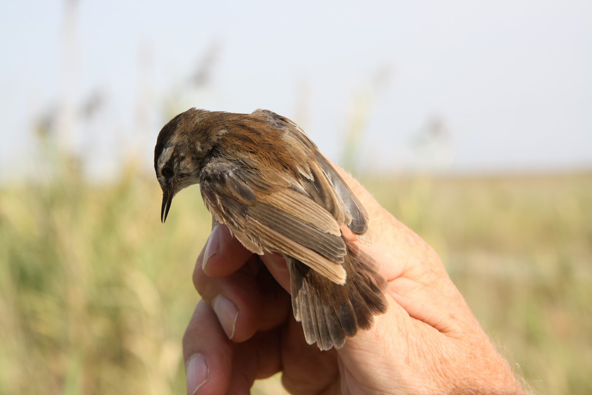 Moustached Warbler - ML112862081