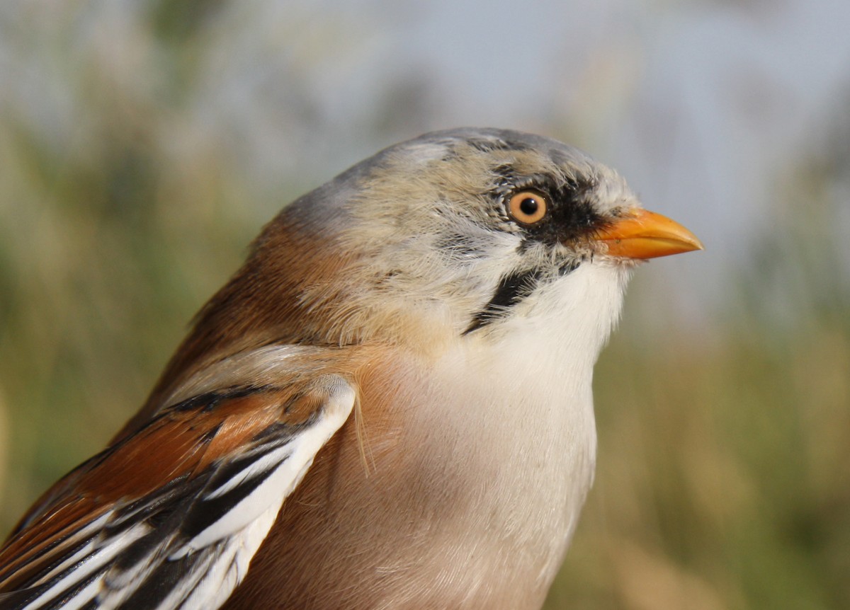 Bearded Reedling - ML112862121