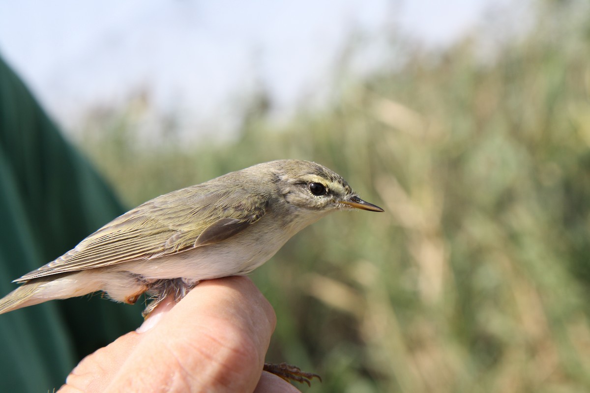 Willow Warbler - ML112862181