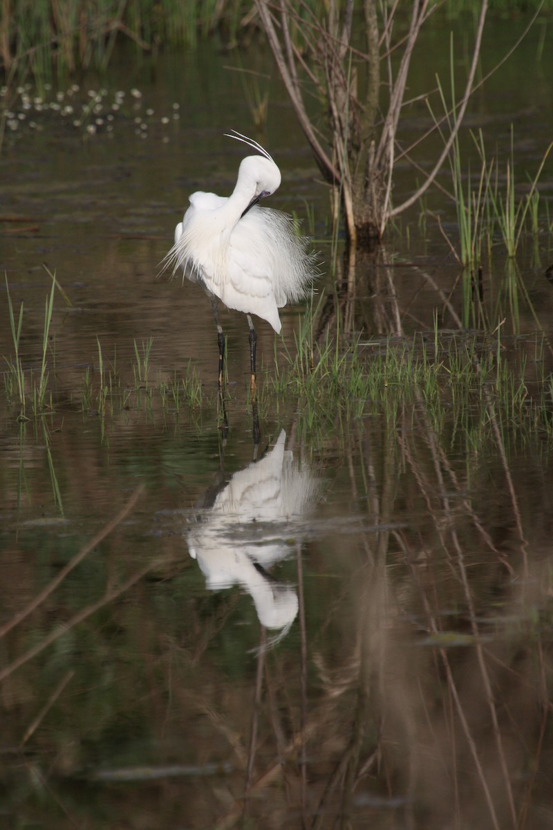 Little Egret - ML112863241