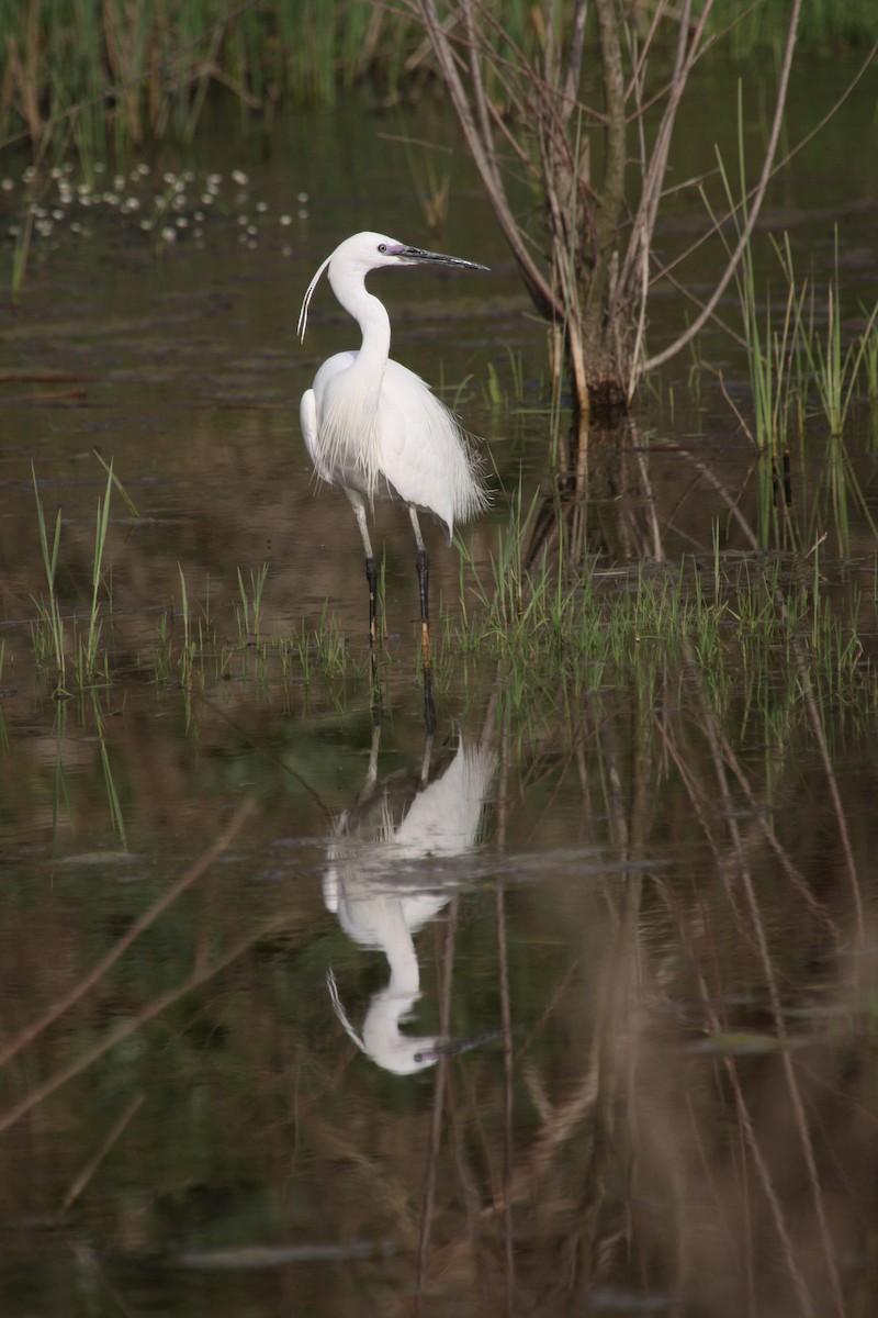 Little Egret - ML112863261