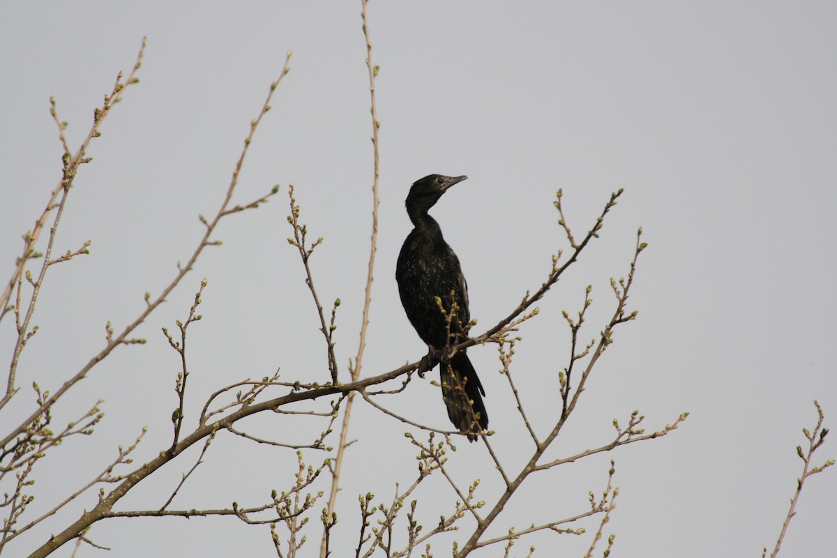 Pygmy Cormorant - ML112863311