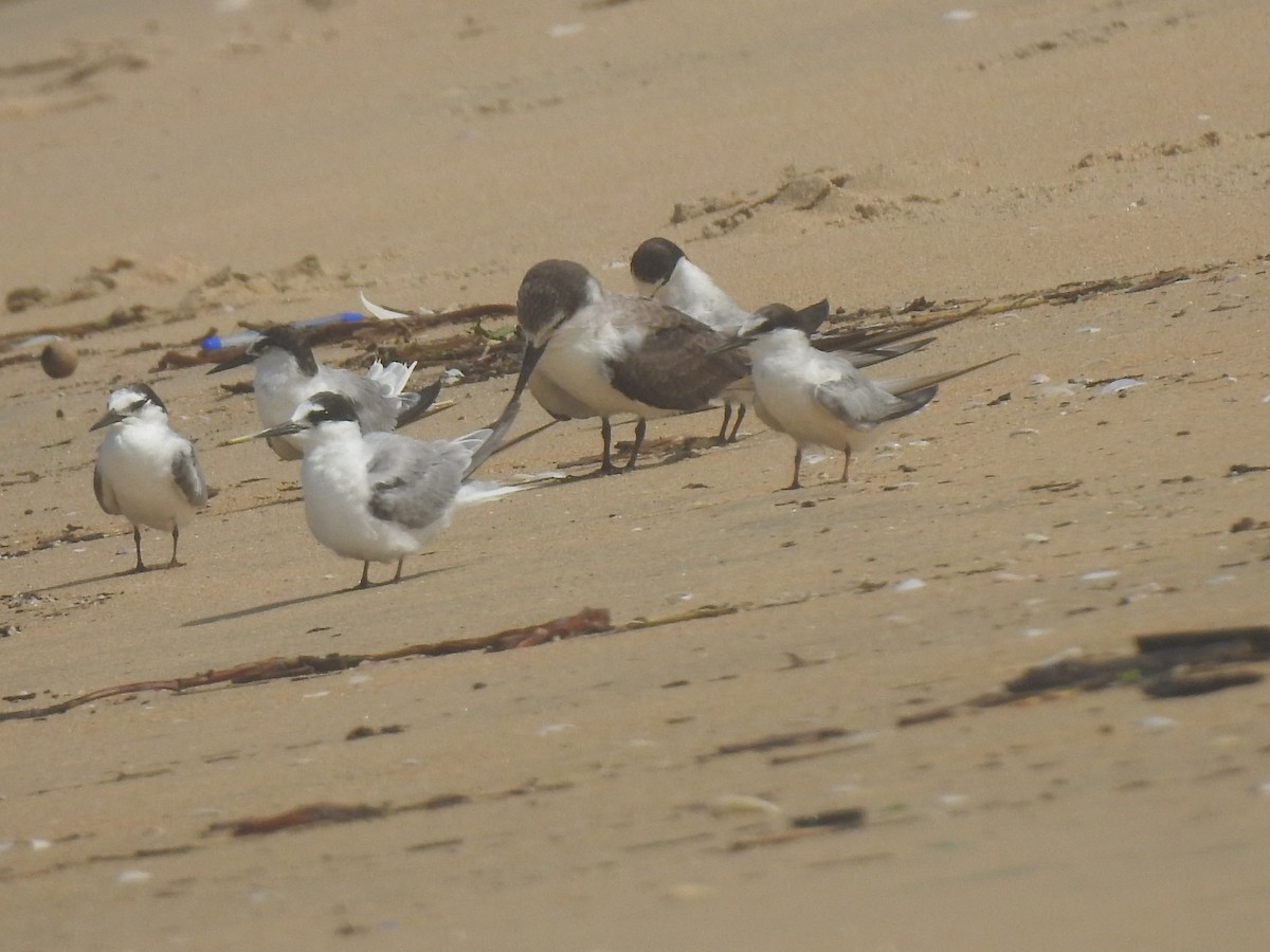 Bridled Tern - ML112863331