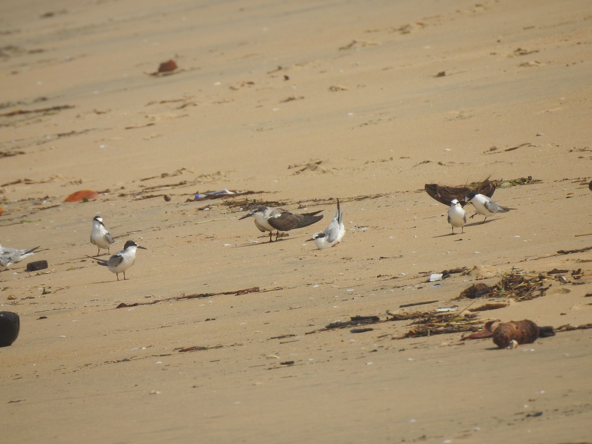 Bridled Tern - ML112863371