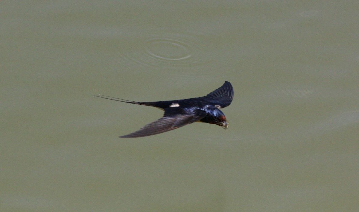 Golondrina Común - ML112863621