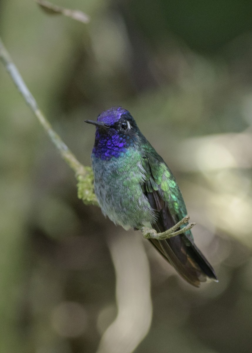 Colibri à tête violette - ML112863931