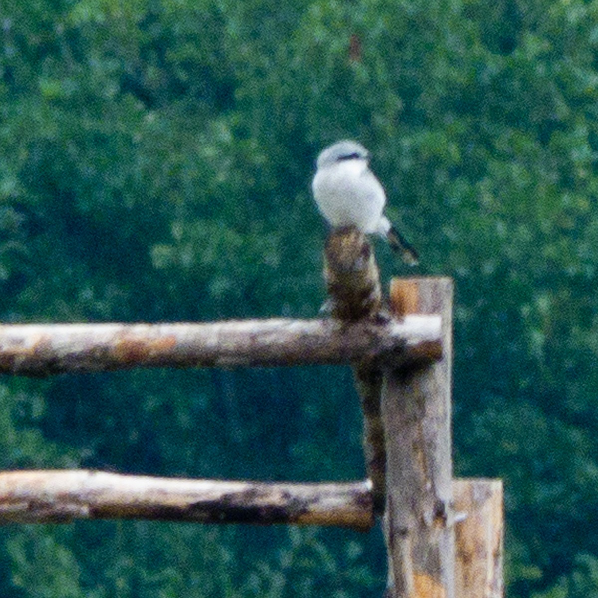 Үнсэн дунхай - ML112863971