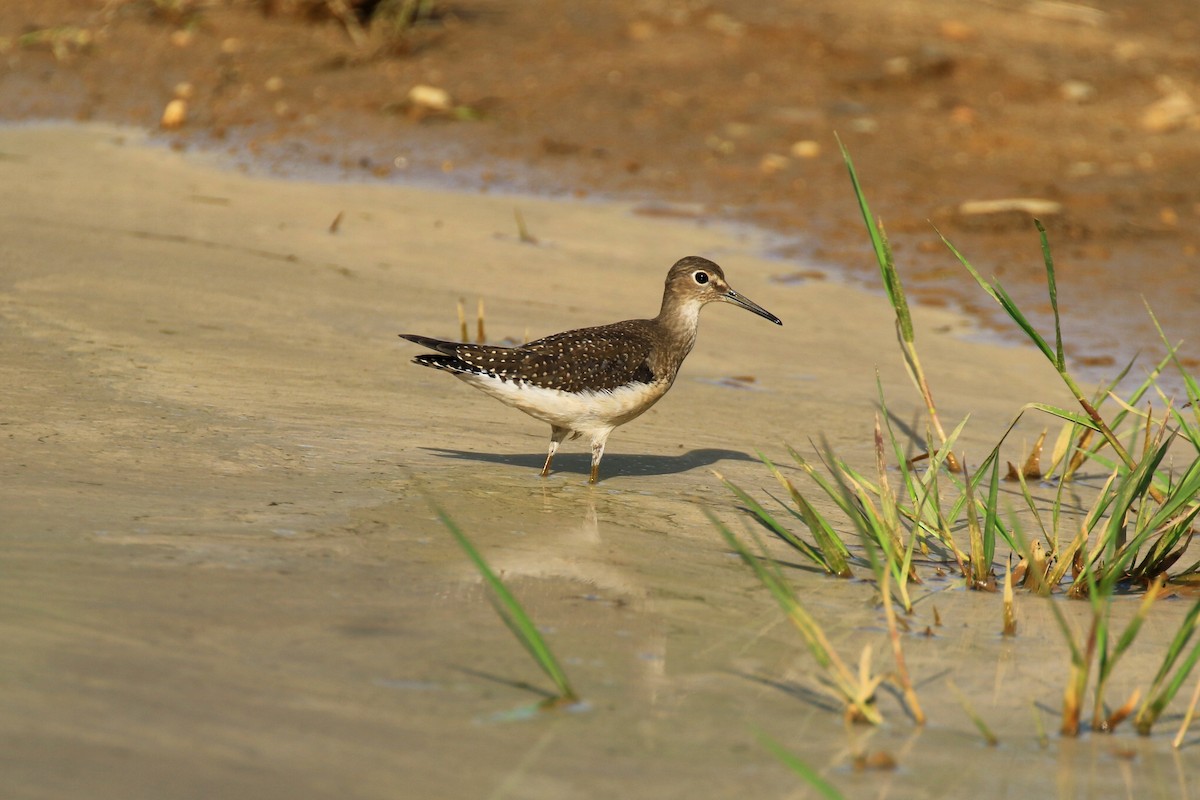 Solitary Sandpiper - ML112864331