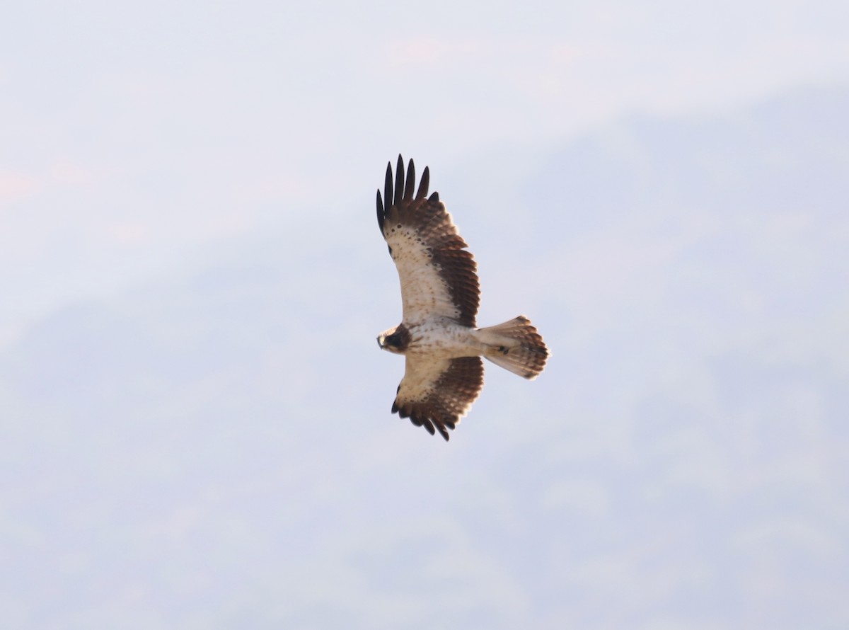 Águila Calzada - ML112865111