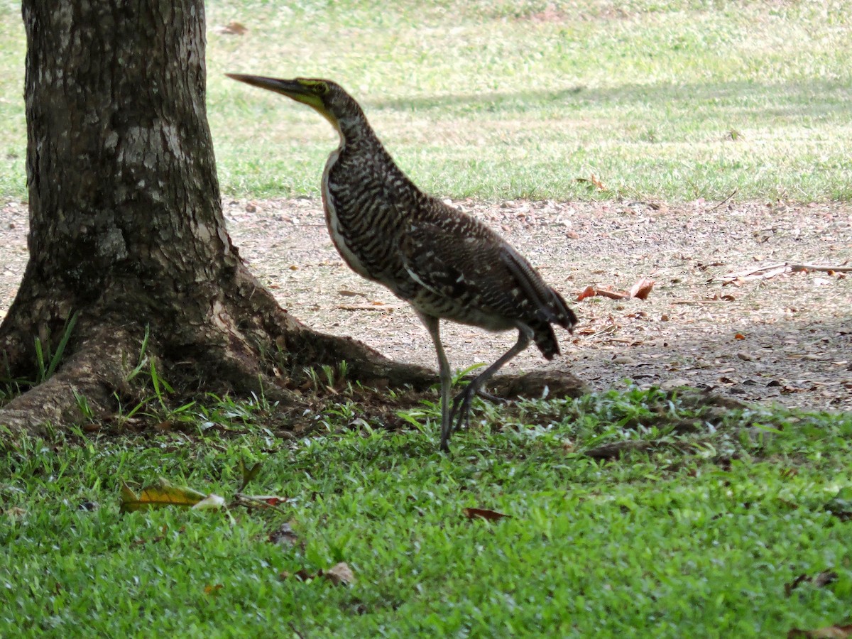 Bare-throated Tiger-Heron - ML112865871