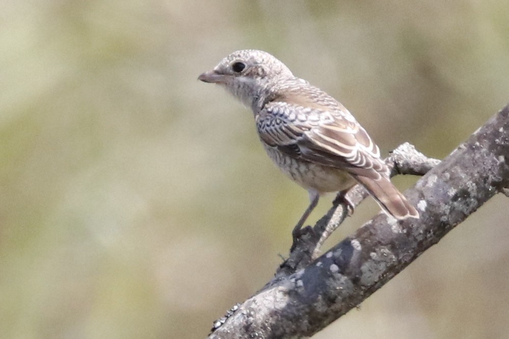 Woodchat Shrike - Paulo Domingues