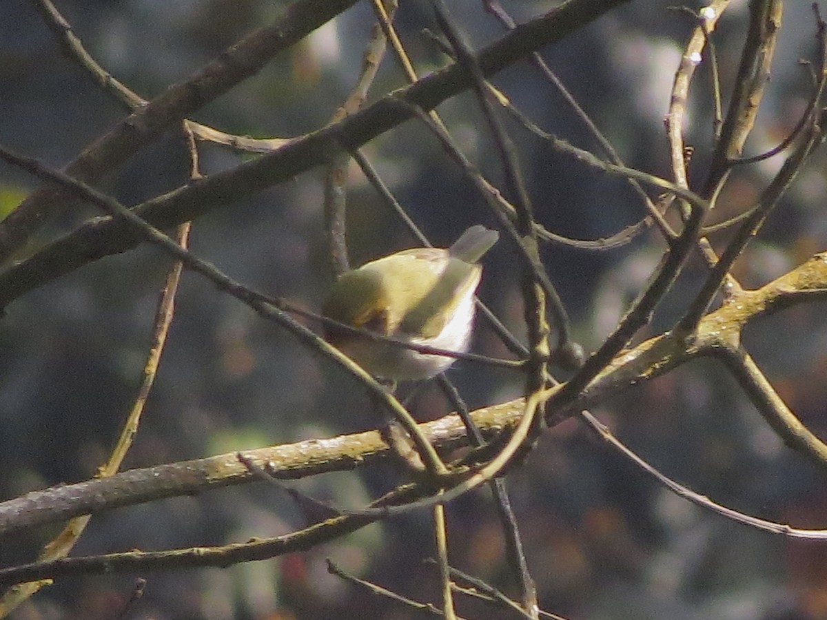 Red-faced Woodland-Warbler - ML112866181