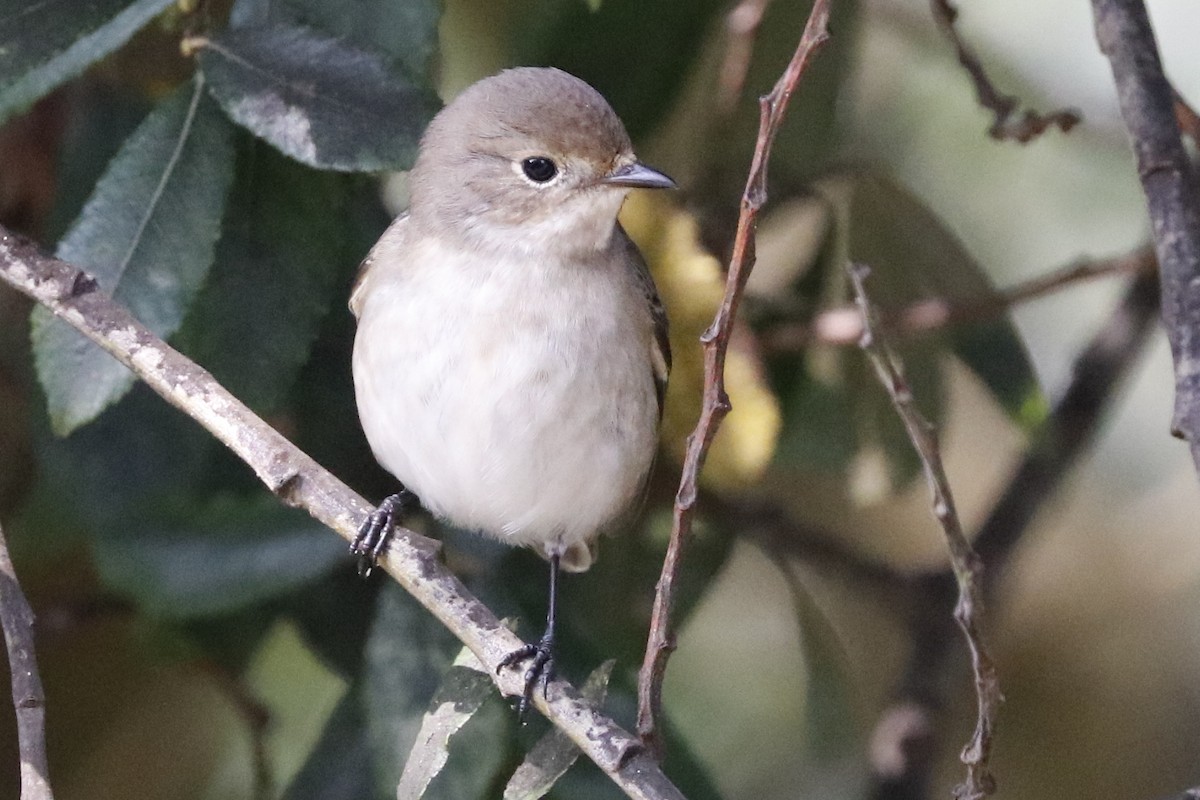 European Pied Flycatcher - ML112866421