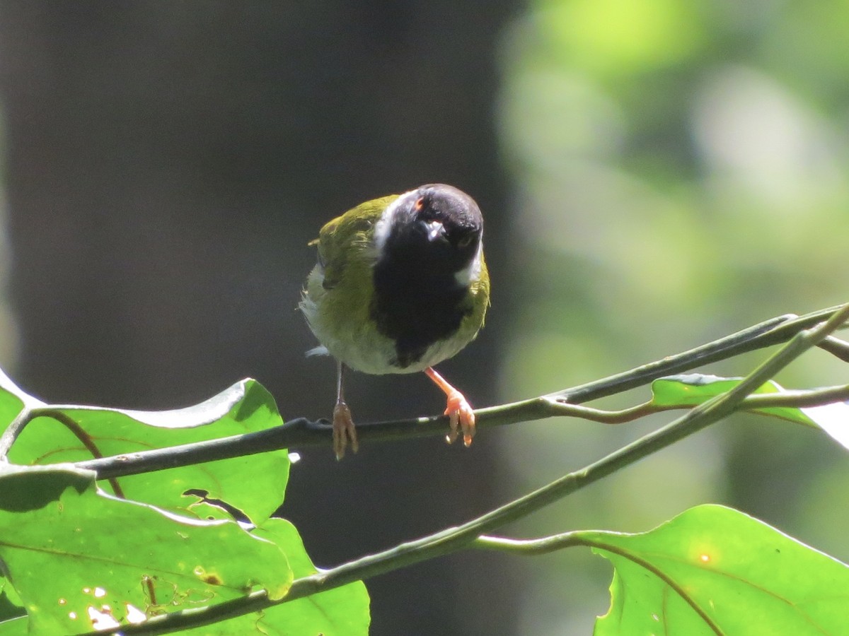 Black-faced Apalis - ML112866551