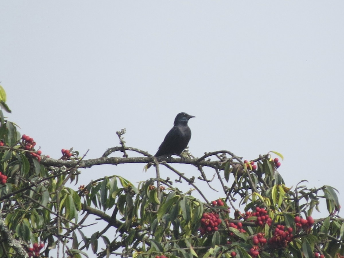 Waller's Starling - Billi Krochuk