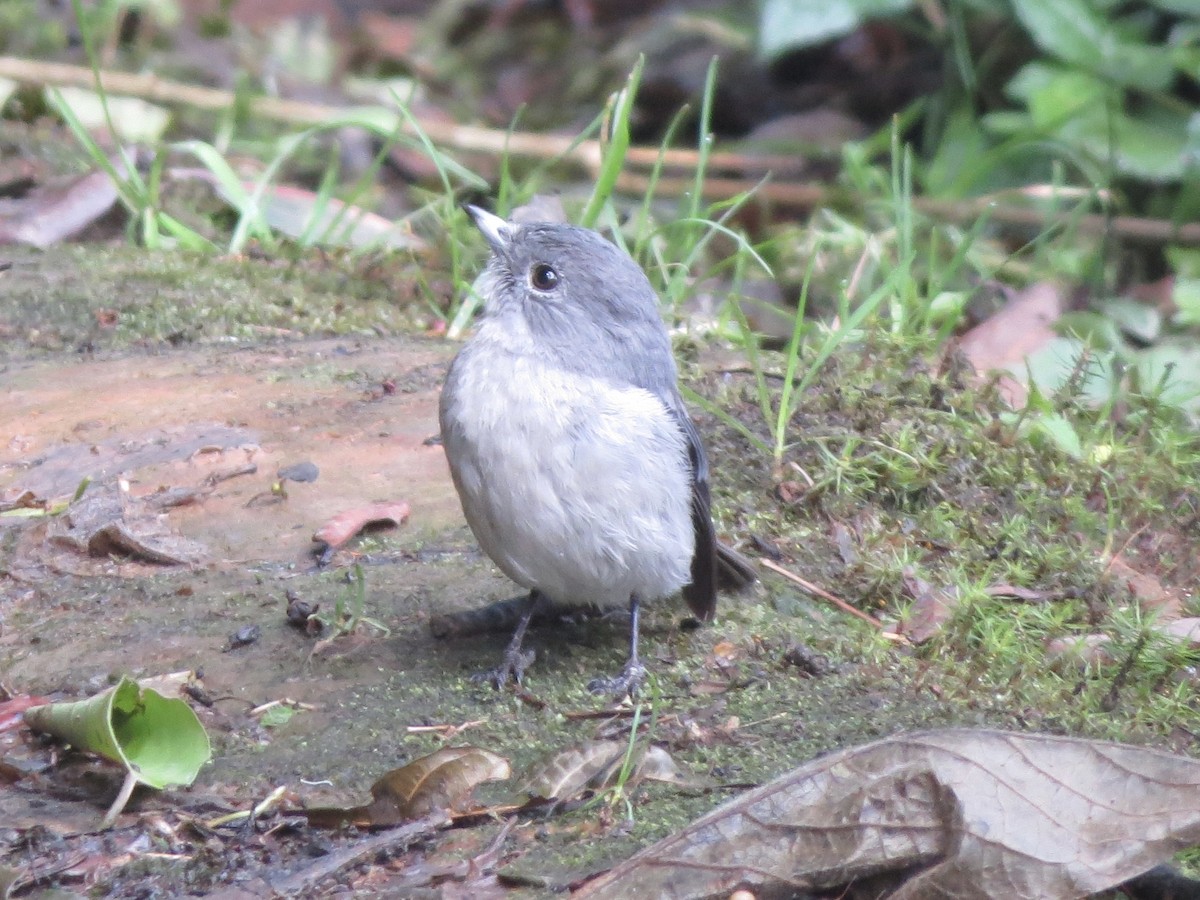 White-eyed Slaty-Flycatcher - ML112867141