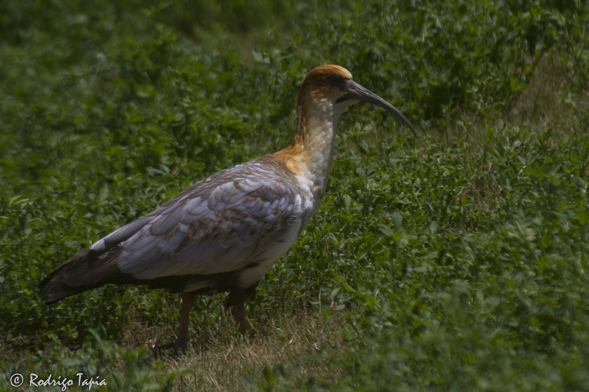 Andean Ibis - ML112867491