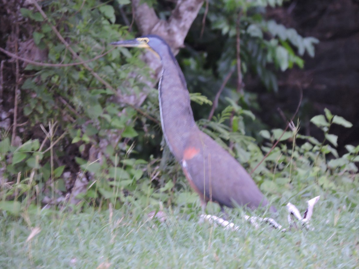 Bare-throated Tiger-Heron - ML112867641