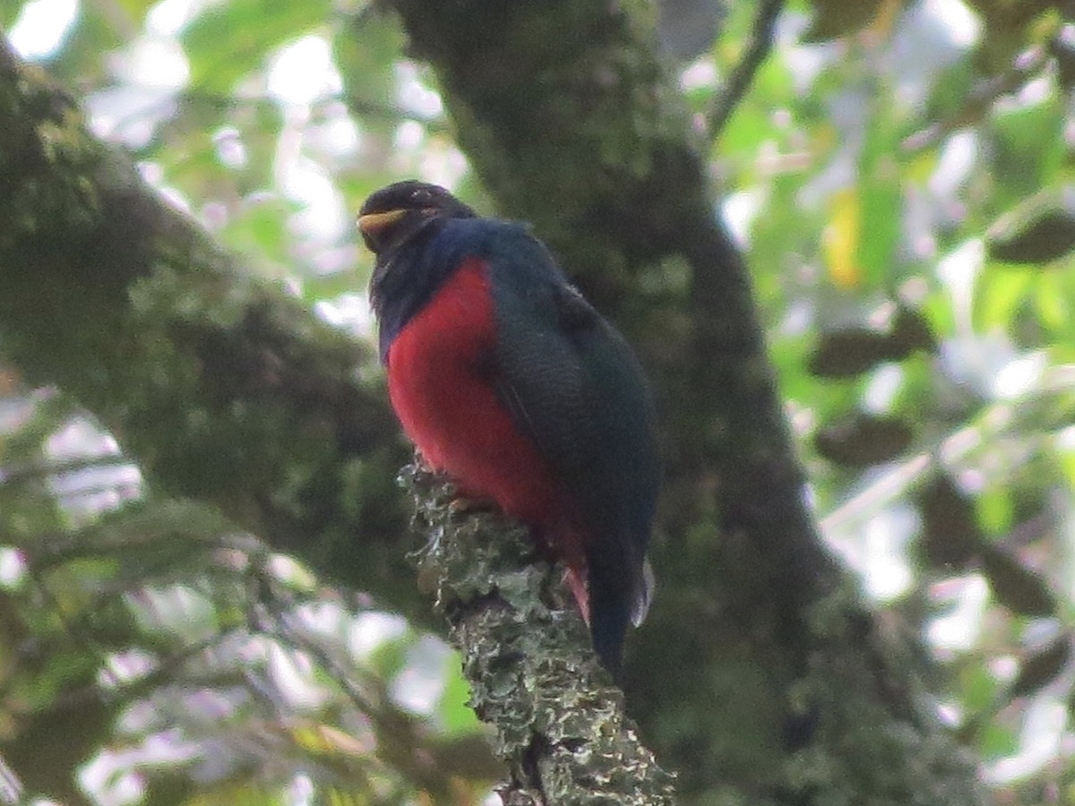 Bar-tailed Trogon - ML112867701