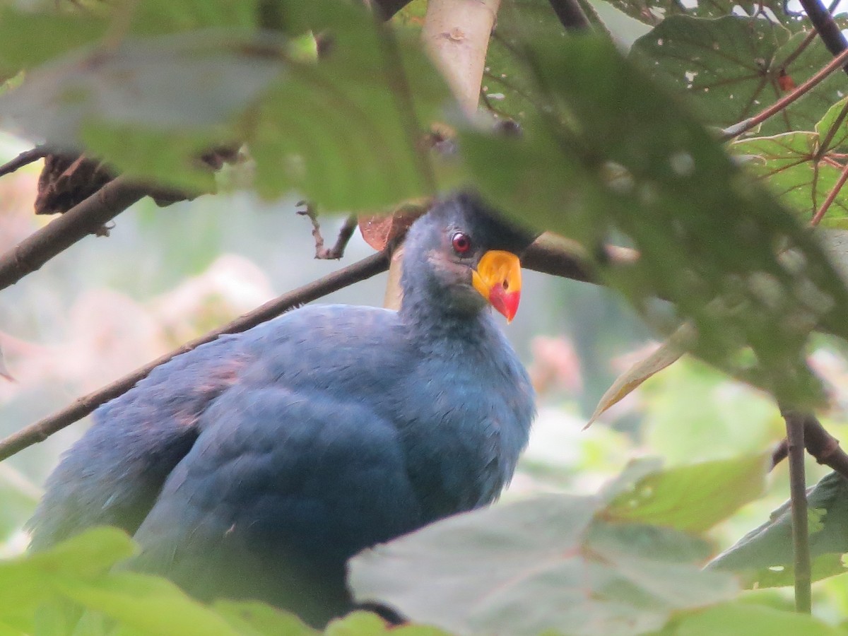 Great Blue Turaco - ML112867771