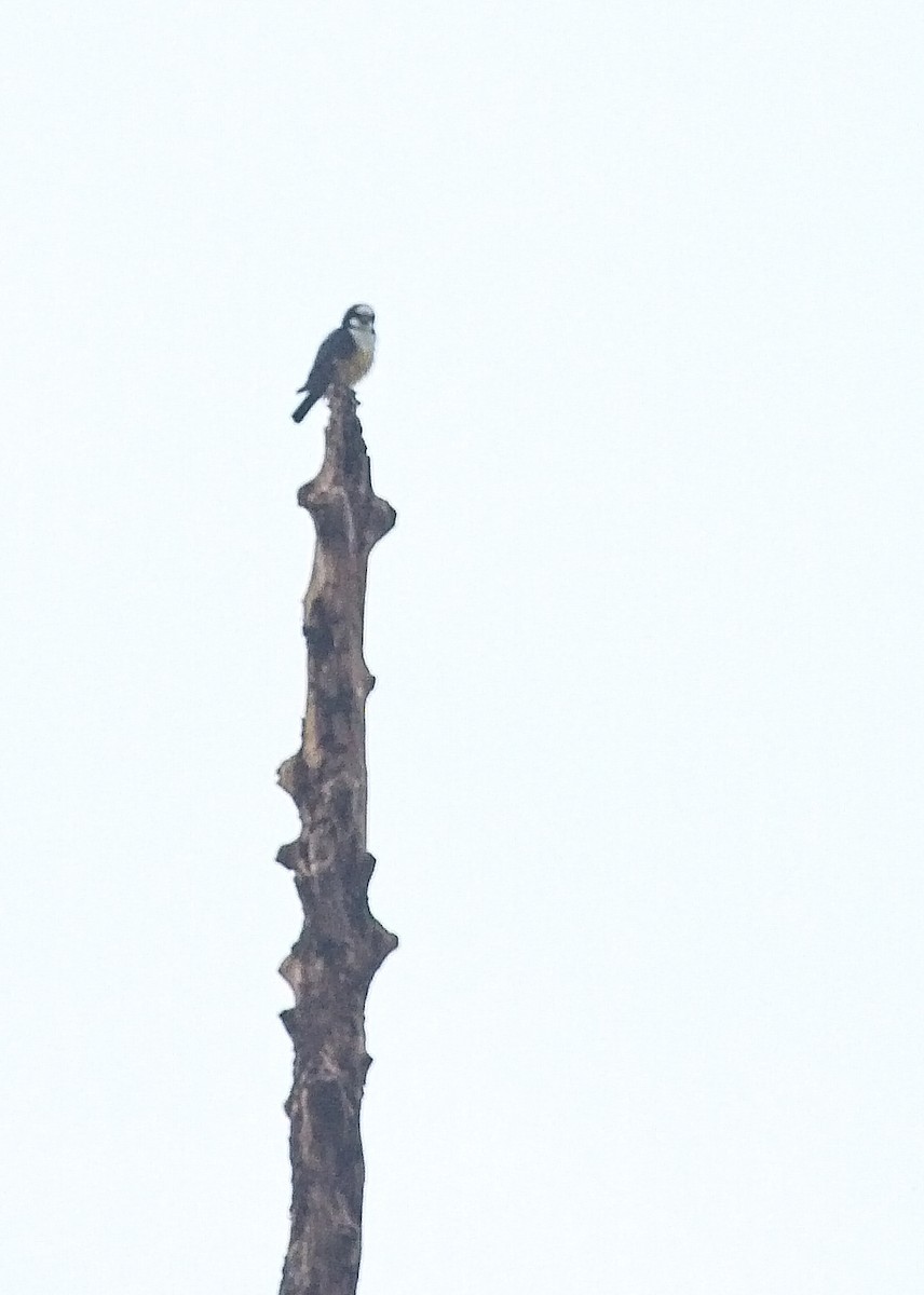 White-fronted Falconet - ML112868721